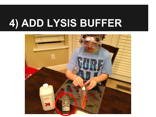 Alexander's Experiment - Add Lysis Buffer